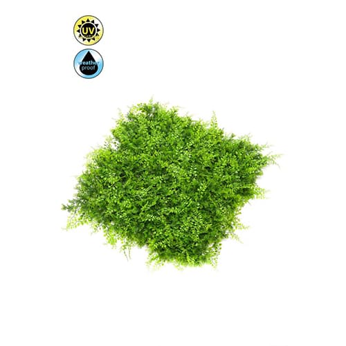 Zeleni zid 3D juniperus 50*50