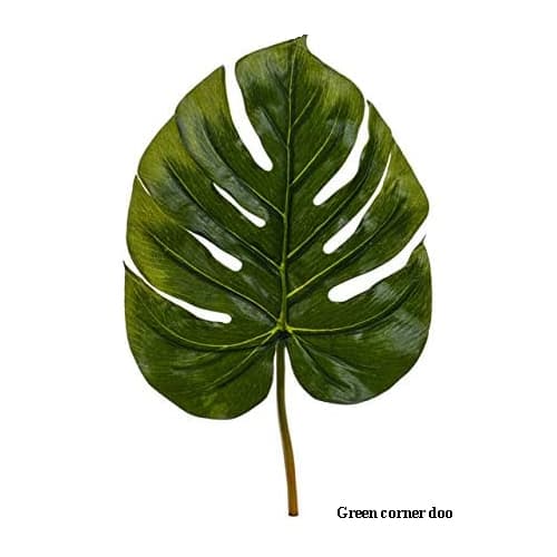 Monstera list 95