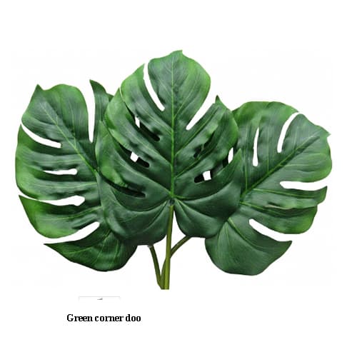 Monstera list 74