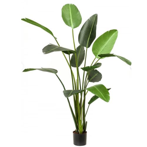 Strelitzia h190cm