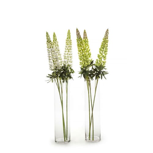 Lupine grana zelena
