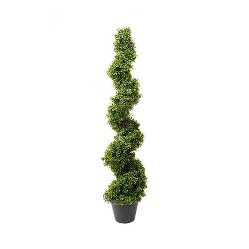Buxus spirala 125cm