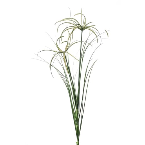 Cyperus 65cm