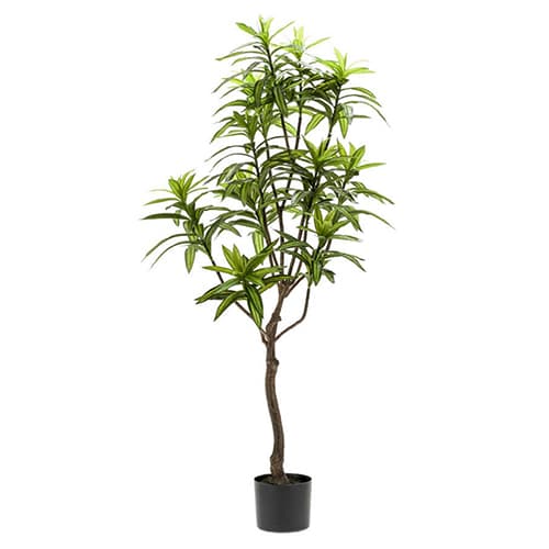 Dracena 130cm