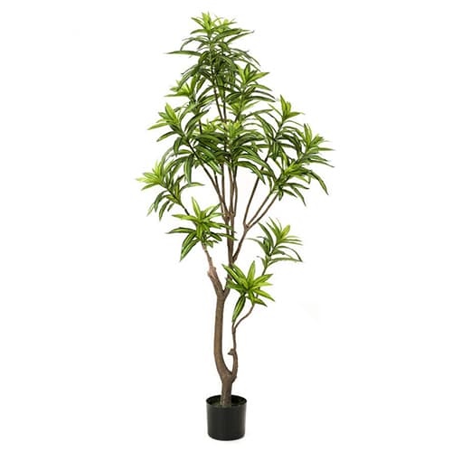 Dracena 155cm
