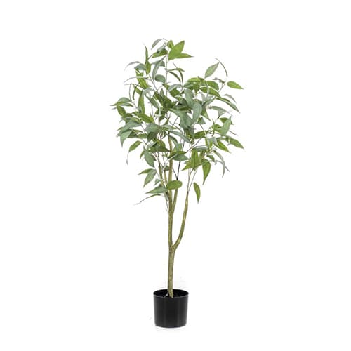 Eucalyptus 115cm