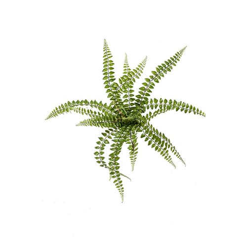 Paprat pellaea 50cm
