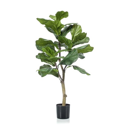 Ficus Lyrata 90cm