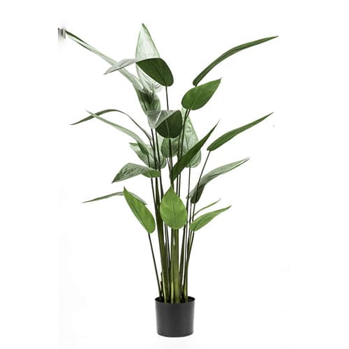 Heliconia 175cm