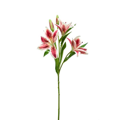 Lily 60cm pink