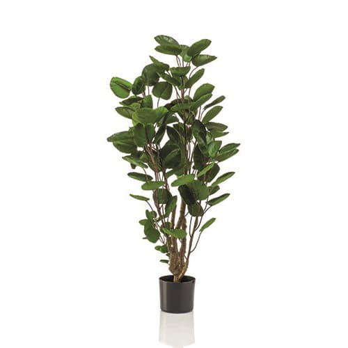 Polyscias 105cm