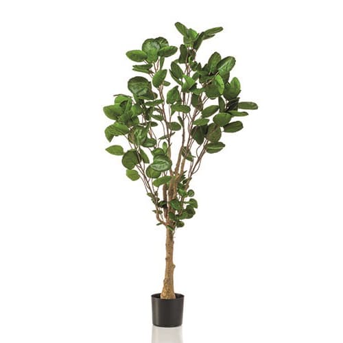 Polyscias 150cm
