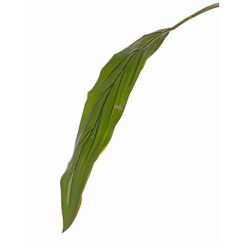 Cordyline „Sapa“