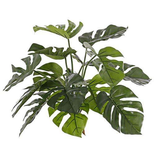 Monstera grm
