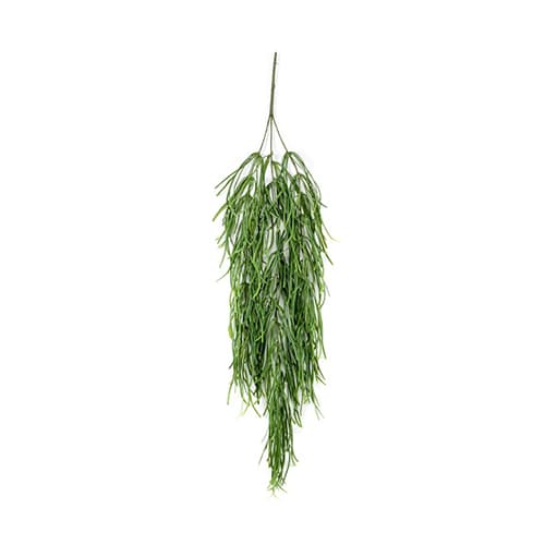 Rhipsalis 80cm