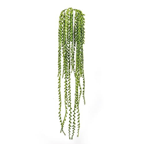 Senecio