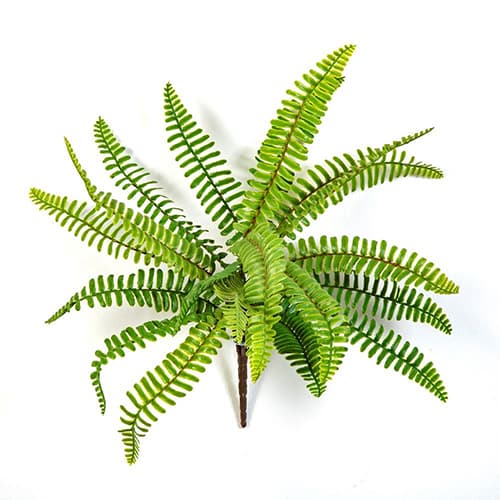 Wild Boston Fern