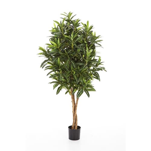 Croton Goldfinger