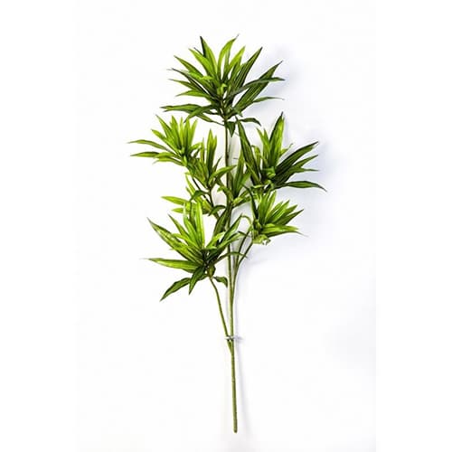 Dracaena reflexa