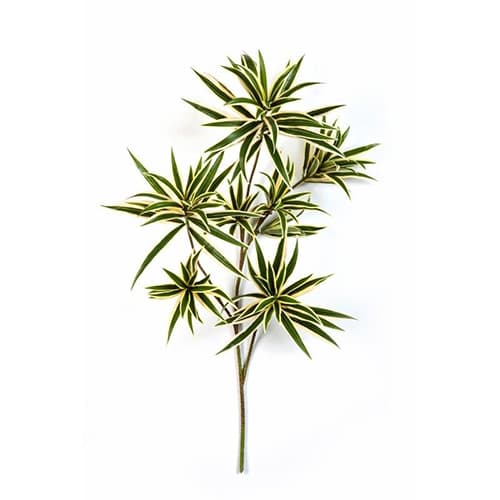 Dracaena reflexa var.