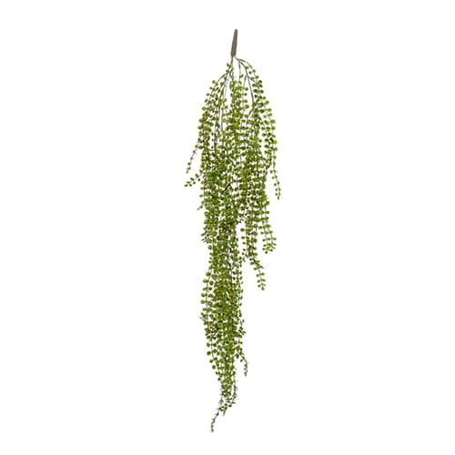 Ficus pumila 100cm