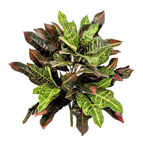 Croton