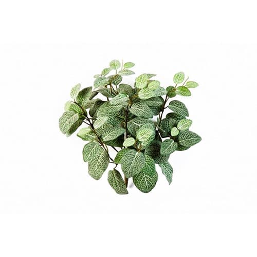 Fittonia Bush x 9