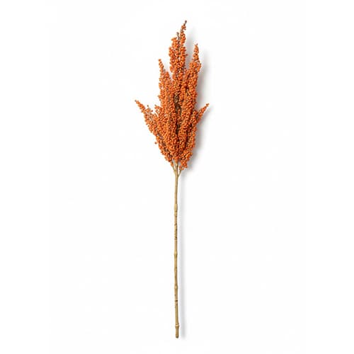 Sorghum 80cm