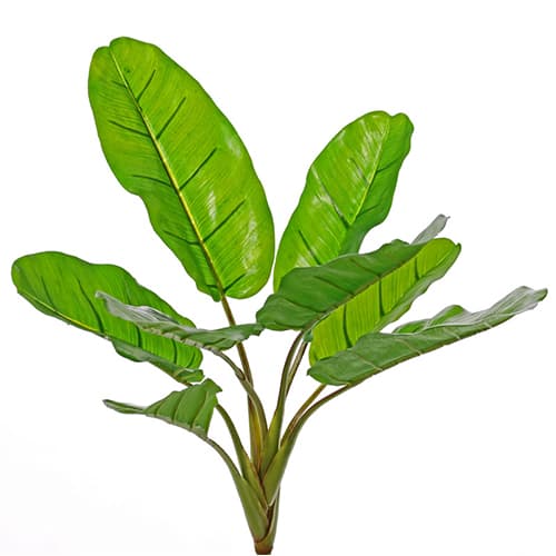 Banana 55cm UV