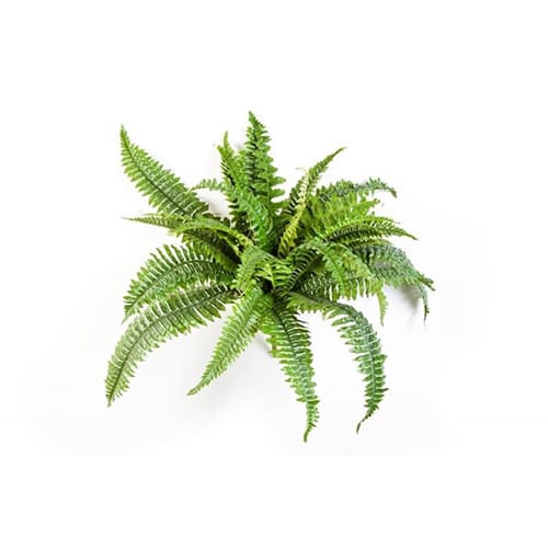 Boston fern