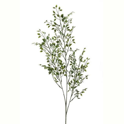 Boxwood grana 75cm