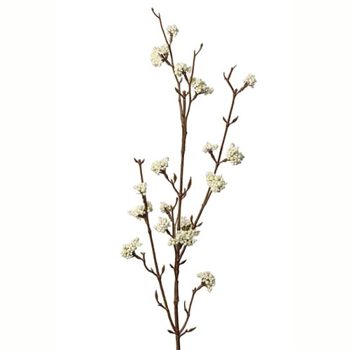 Callicapra 81cm