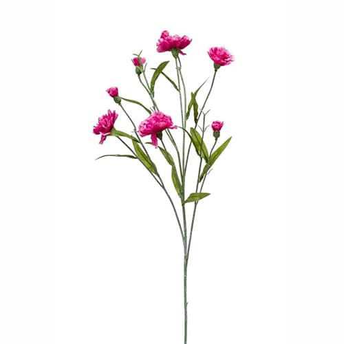 Dianthus 70cm beauty