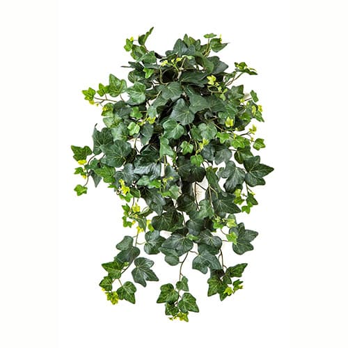 Ivy Hanging Bush UV