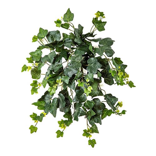 Ivy Hanging Bush UV