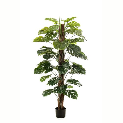 Monstera on pole 150cm/42lvs