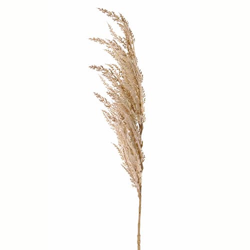 Pampas beli 100cm