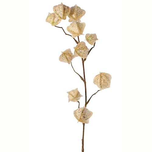 Physalis beli 80cm