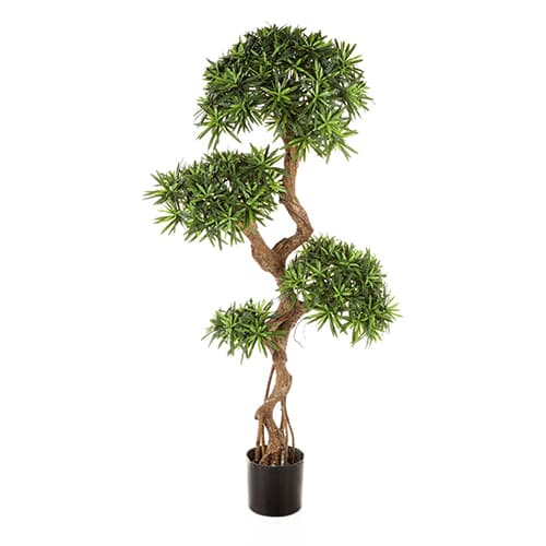 Podocarpus 160cm