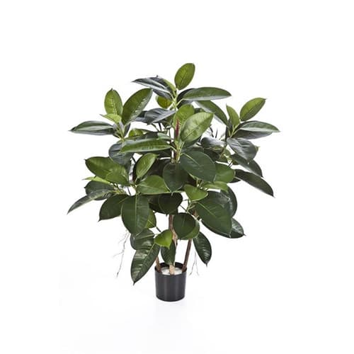 RUBBER PLANT