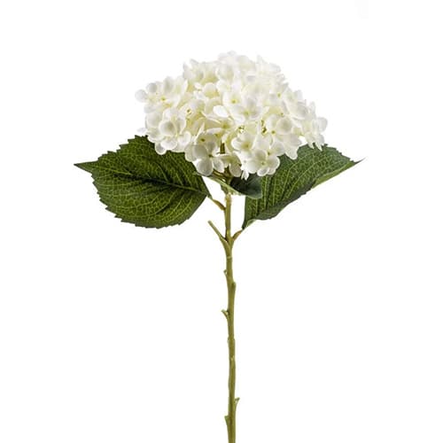 Hydrangea annabelle stem