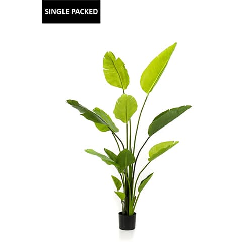 Strelitzia nicolai 150cm