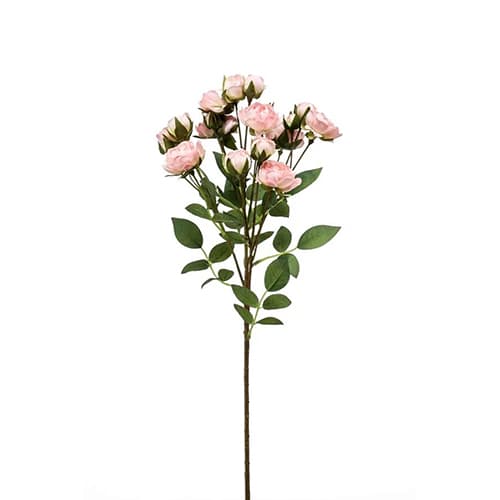 Rose mini spray