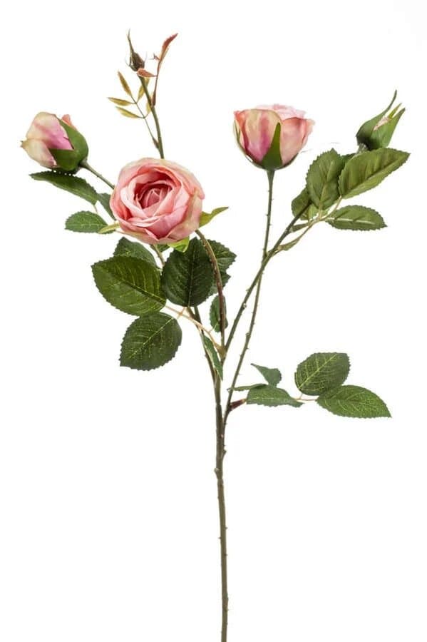 Rose peggy spray