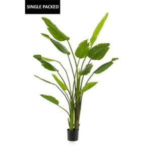 strelitzia nicolai 180cm