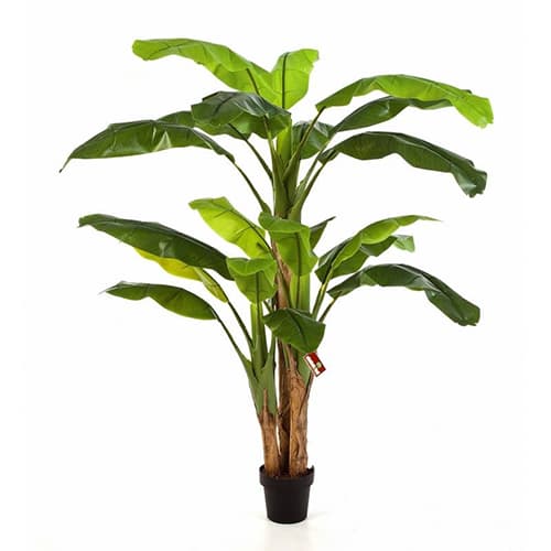 Banana drvo lux 180cm