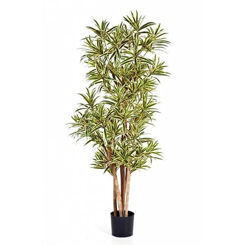 Dracena reflexa 150cm