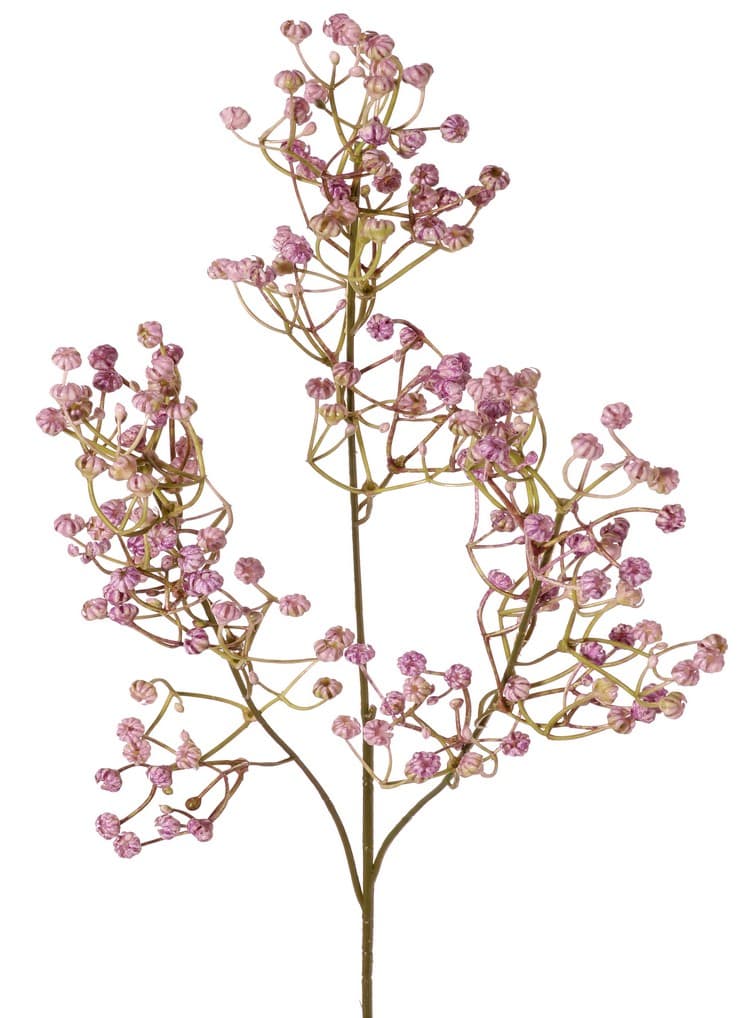 Gipsofila grana