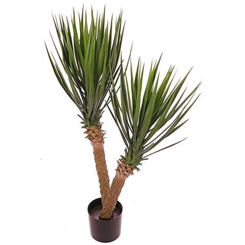 Yucca rostrata