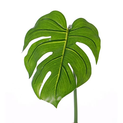 Monstera list